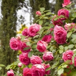 Cyclamen Pierre de Ronsard / Цикламен П’єр де Ронсар